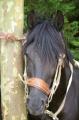  Le Maroc fete son Moussem a Evry-Bondoufle  - Les chevaux marocains Les Chevaux Marocains 084